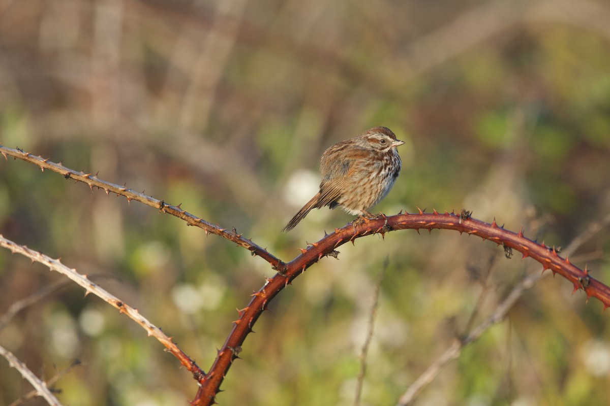 Song Sparrow (heermanni Group) - ML619380891