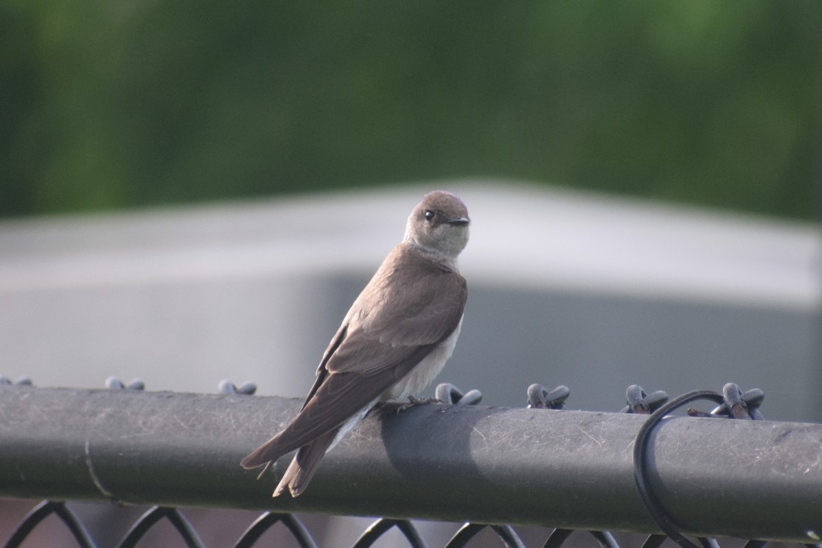 Northern Rough-winged Swallow - Molly Cohn