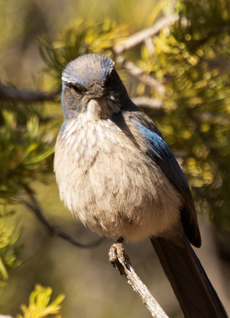 Woodhouse's Scrub-Jay - ML619380902