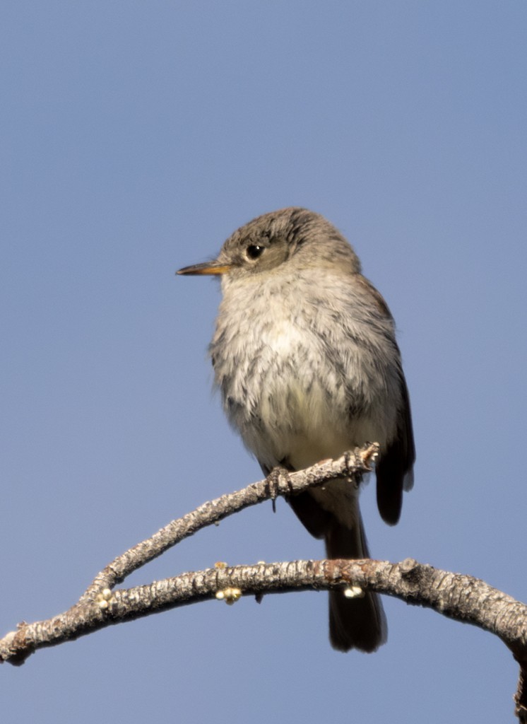 Gray Flycatcher - manuel grosselet