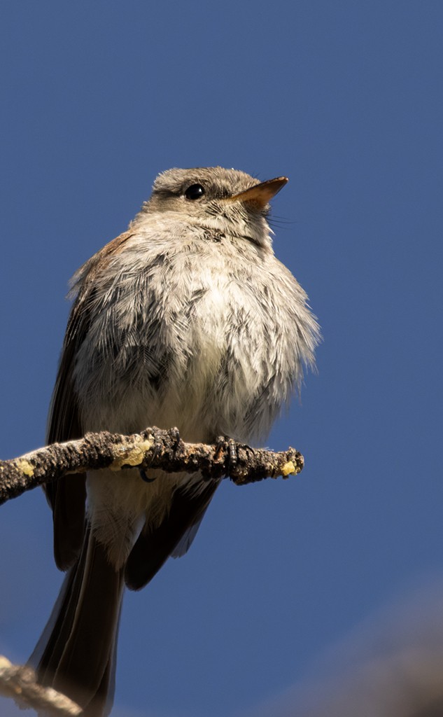 Gray Flycatcher - manuel grosselet