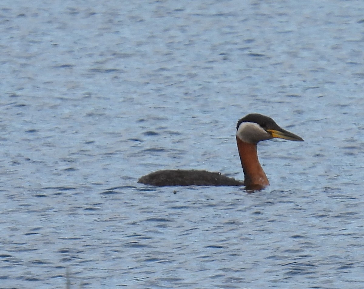 Red-necked Grebe - ML619380926