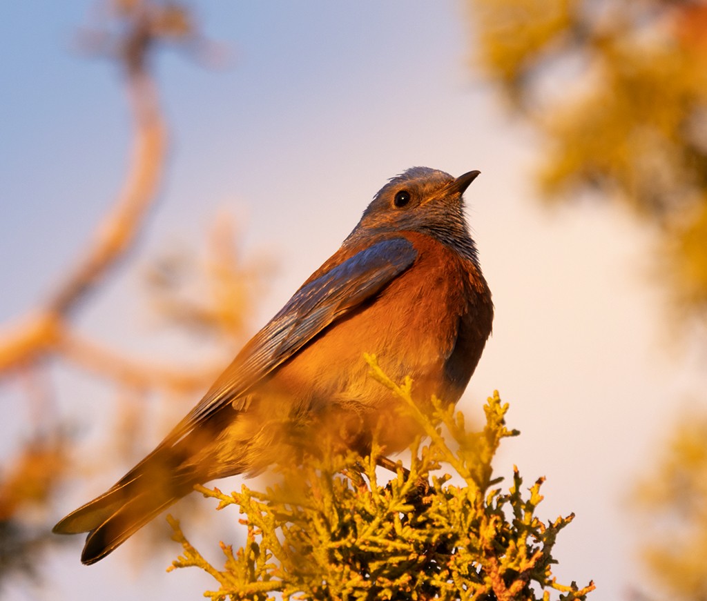 Western Bluebird - manuel grosselet