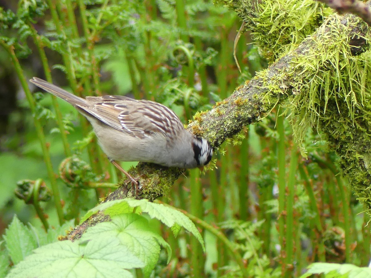 White-crowned Sparrow (Gambel's) - Gus van Vliet