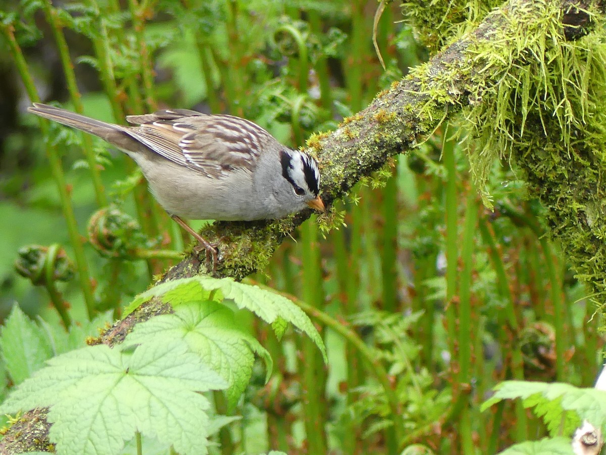 White-crowned Sparrow (Gambel's) - Gus van Vliet