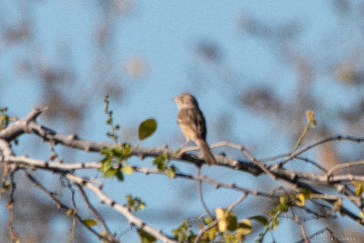 Brewer's Sparrow - Jonathan Vargas