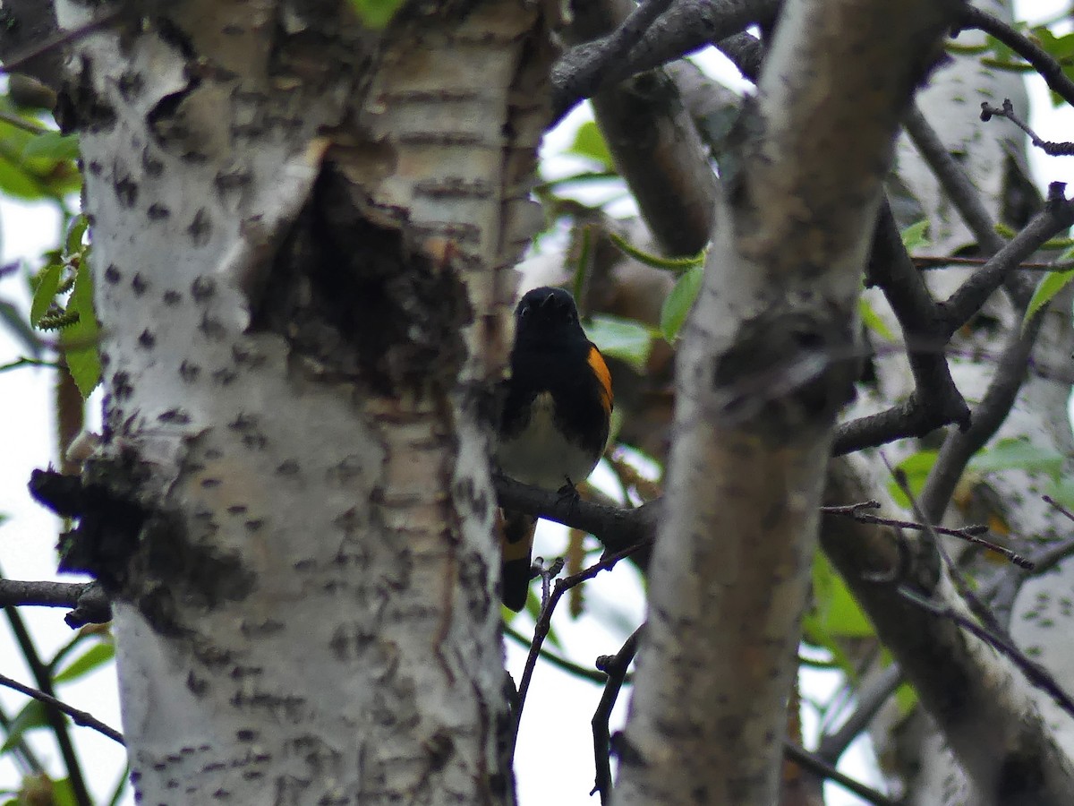 American Redstart - Vincent  T Cottrell