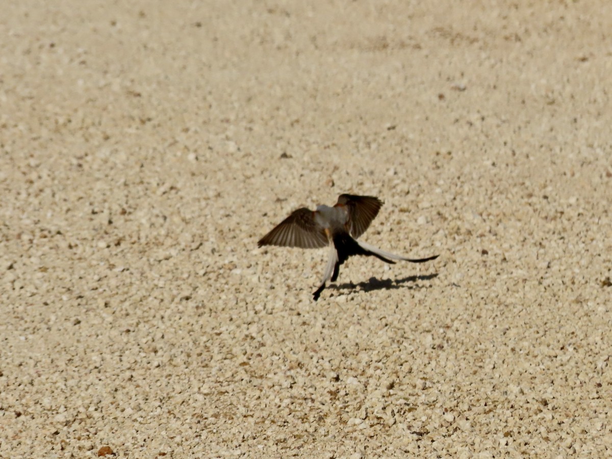 Scissor-tailed Flycatcher - Alan  Troyer