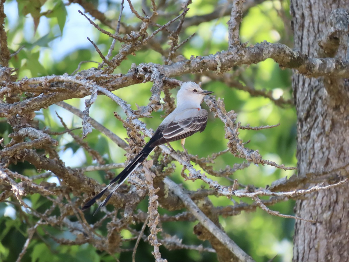 Scissor-tailed Flycatcher - Alan  Troyer