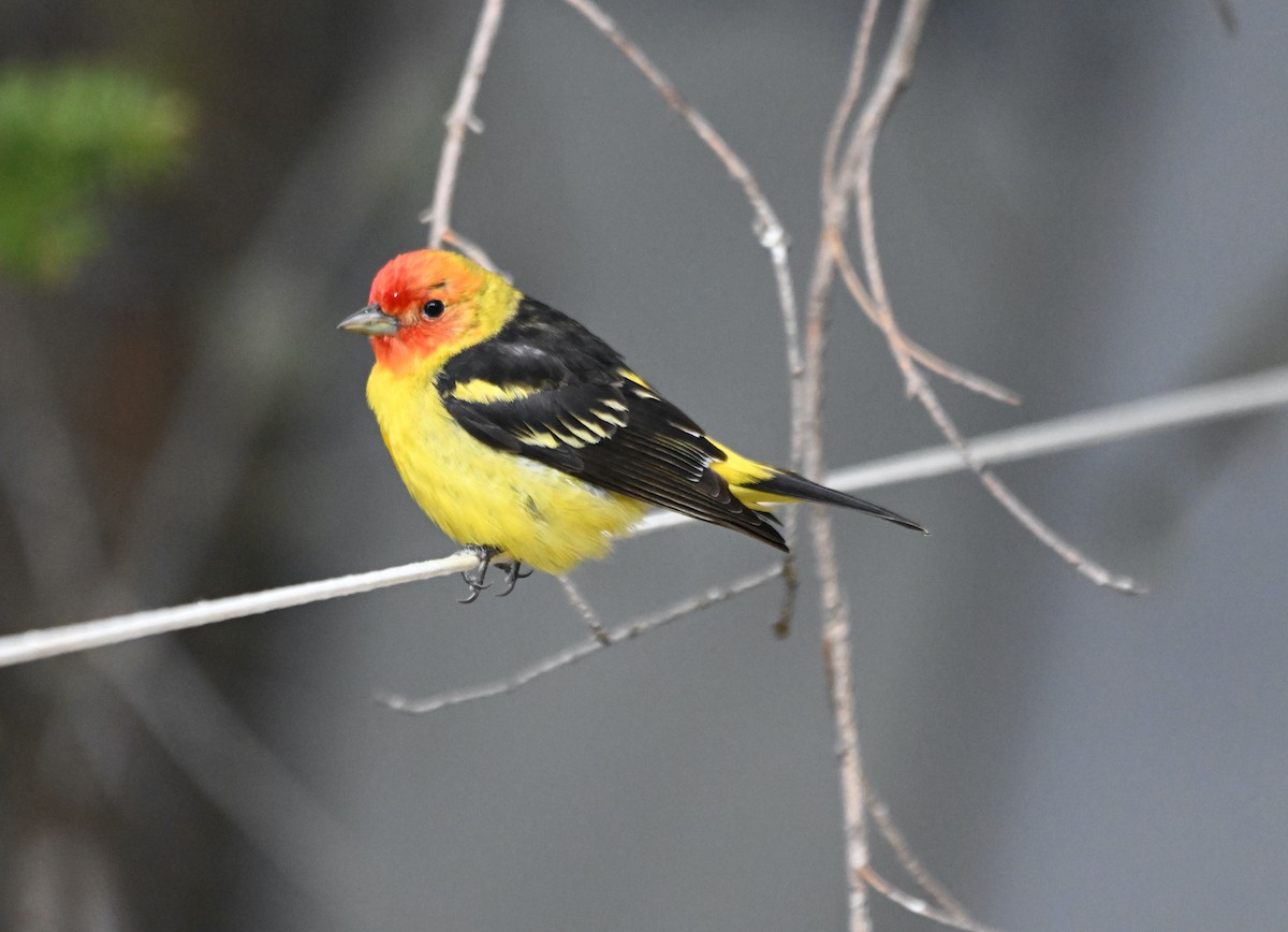 Western Tanager - ML619381013