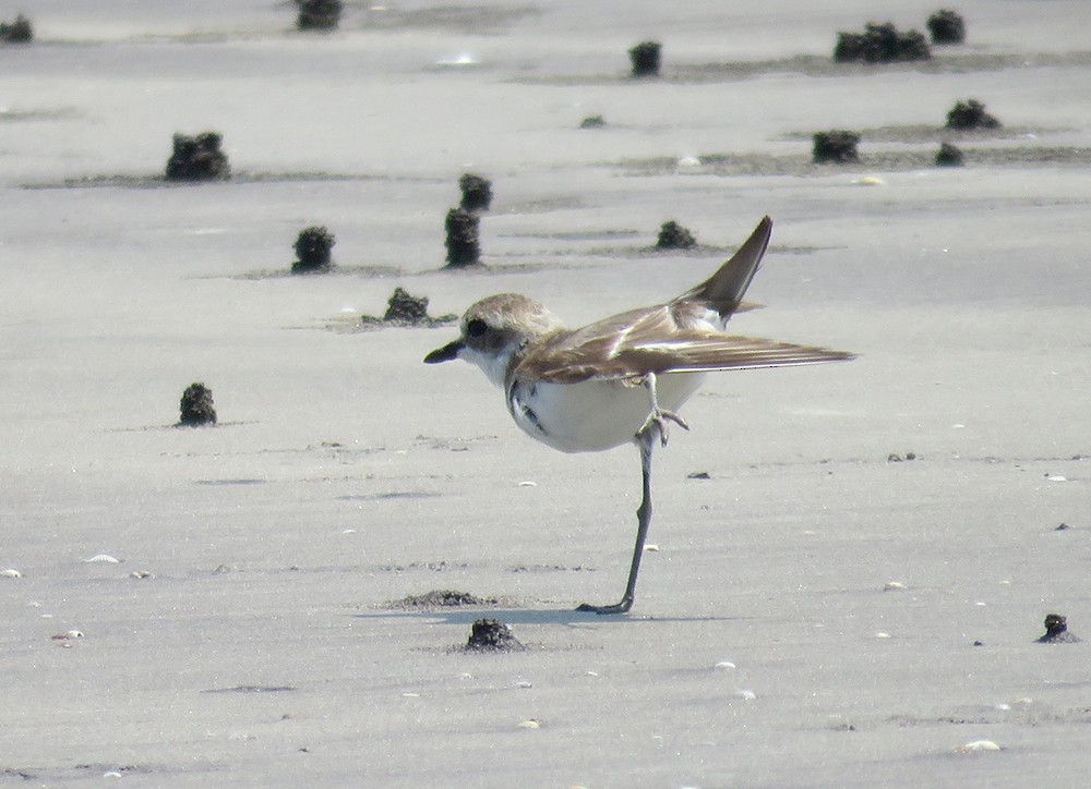 Tibetan Sand-Plover - Rohan Chakravarty