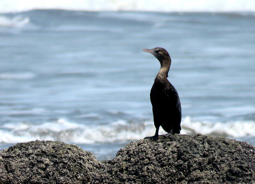 Little Cormorant - ML619381029