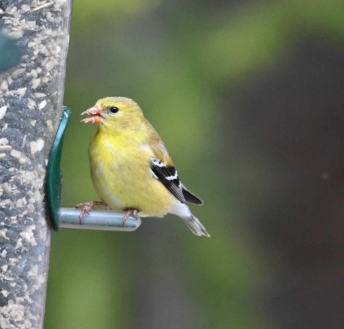 American Goldfinch - Susan and Andy Gower/Karassowitsch
