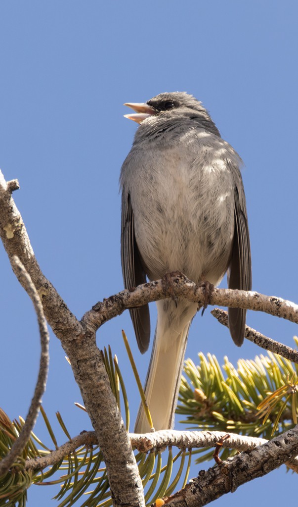 Dark-eyed Junco - ML619381039