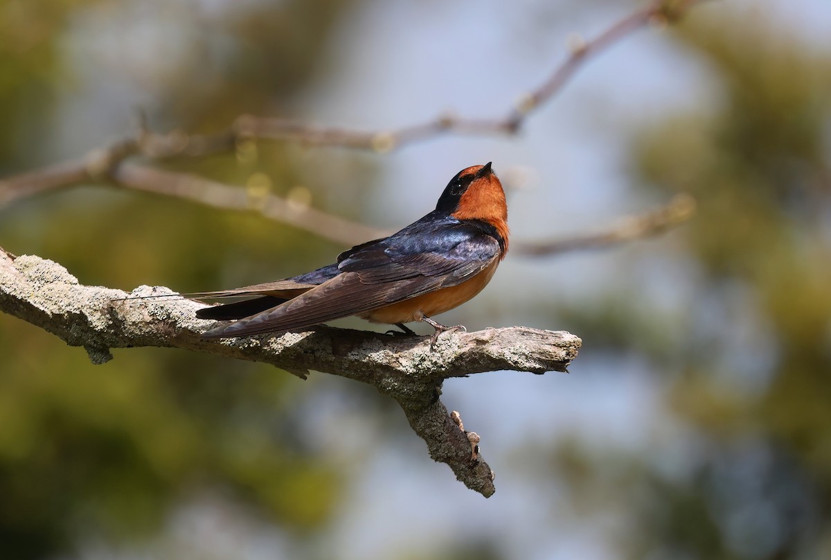 Barn Swallow - Channa Jayasinghe