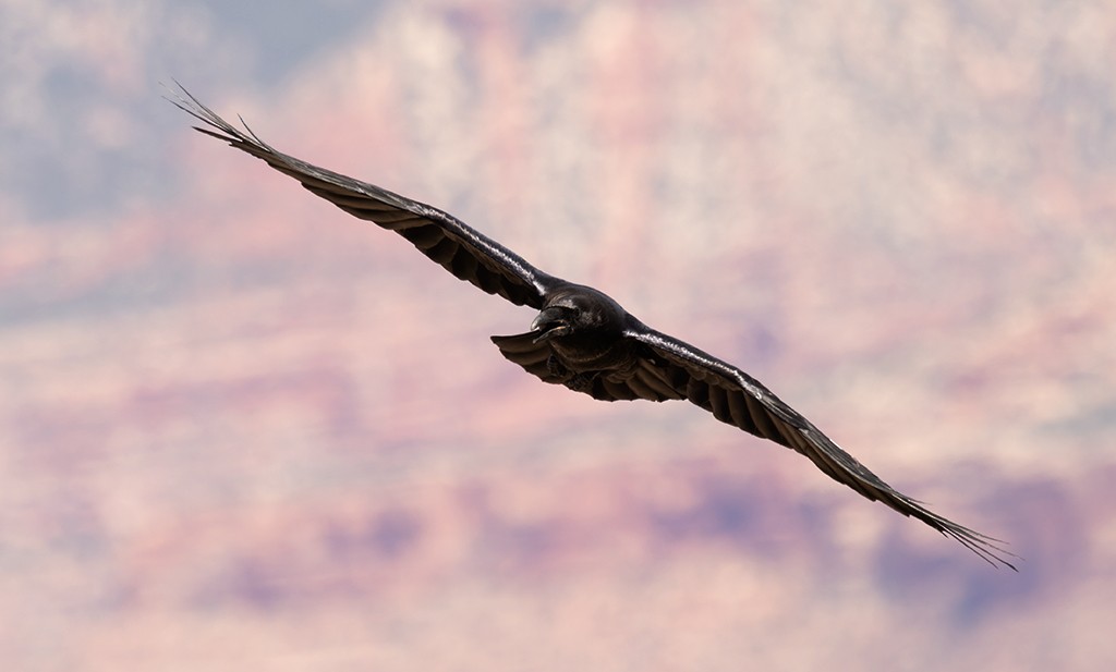 Common Raven - manuel grosselet