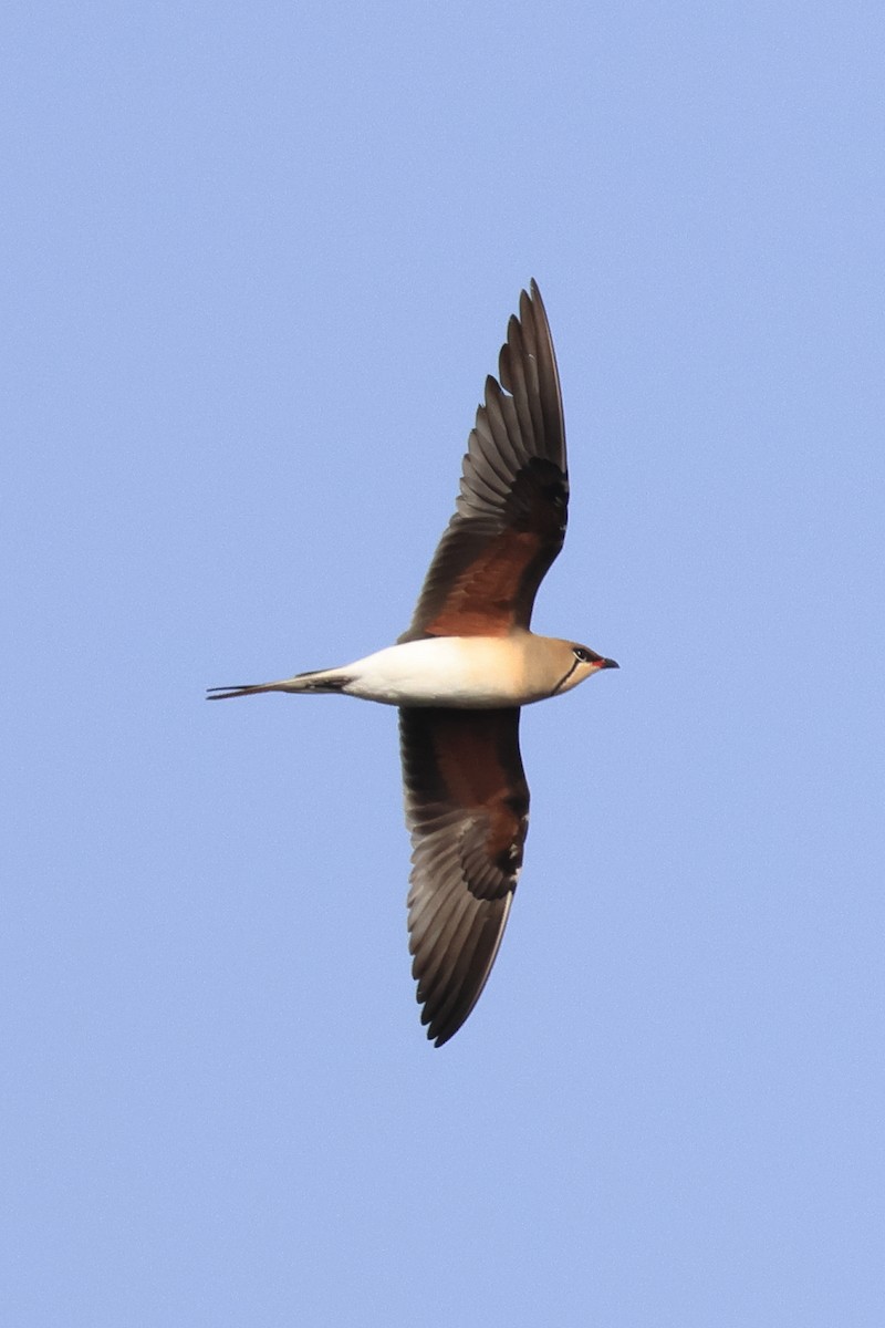 Collared Pratincole - Lefteris Stavrakas