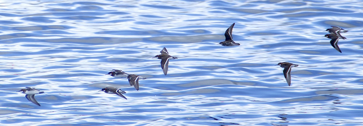 Red-necked Phalarope - ML619381054