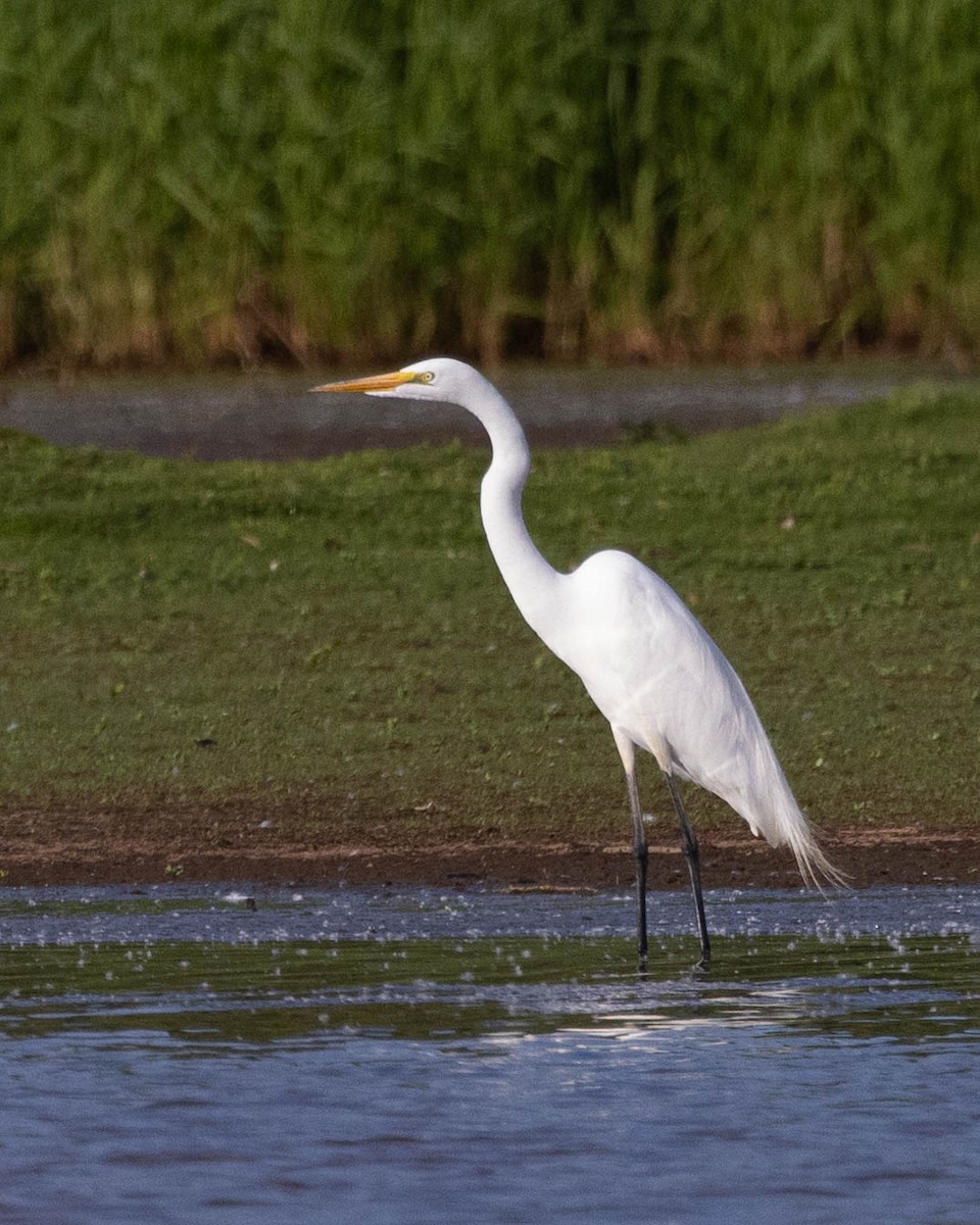 Great Egret - Andy DeBroux