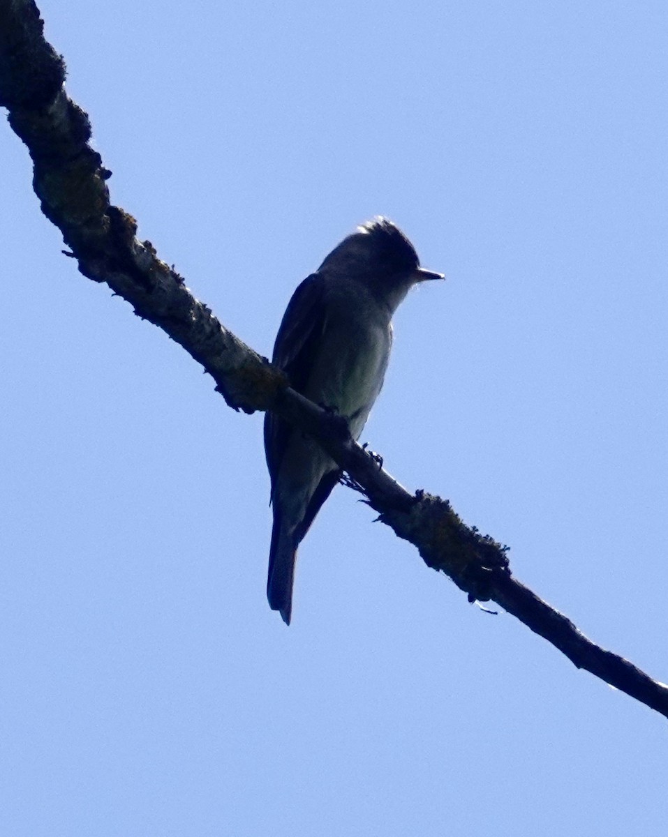 Empidonax sp. - Jill Punches