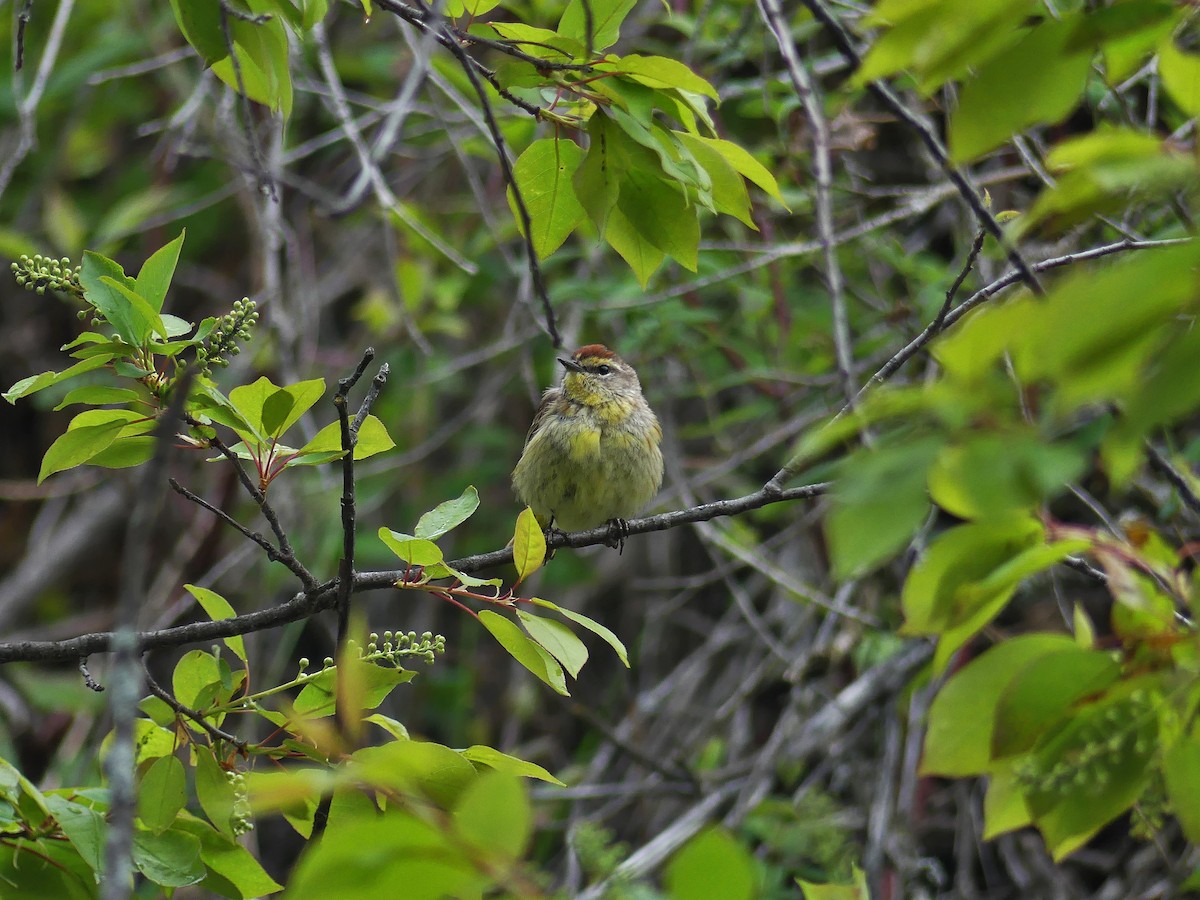 Palm Warbler - Vincent  T Cottrell