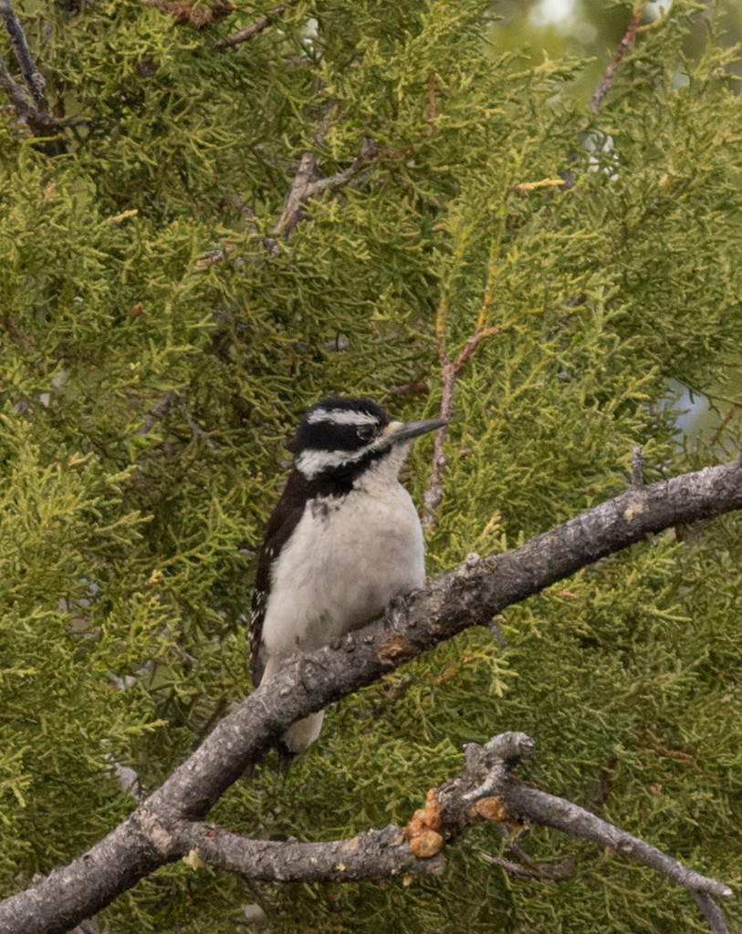Hairy Woodpecker - manuel grosselet