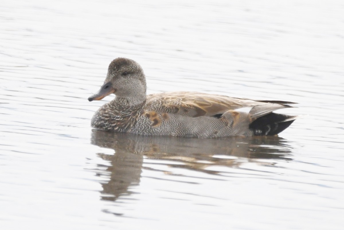 Gadwall - Cathryn Dippo