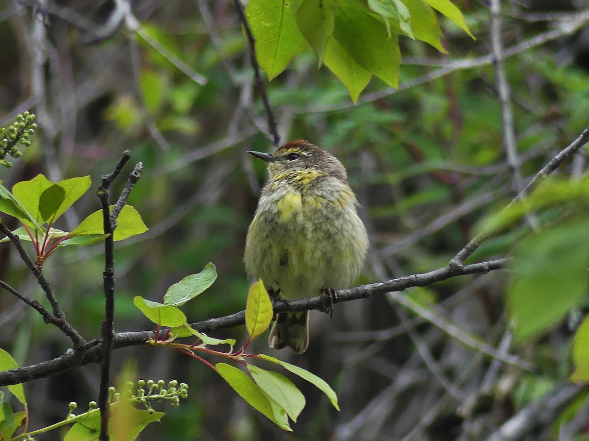 Palm Warbler - Vincent  T Cottrell