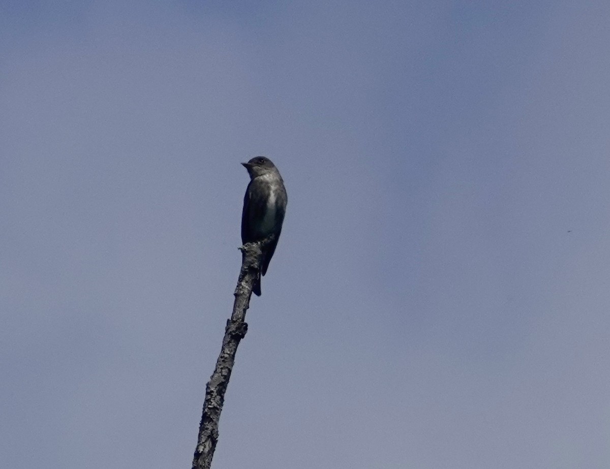 Olive-sided Flycatcher - Jill Punches