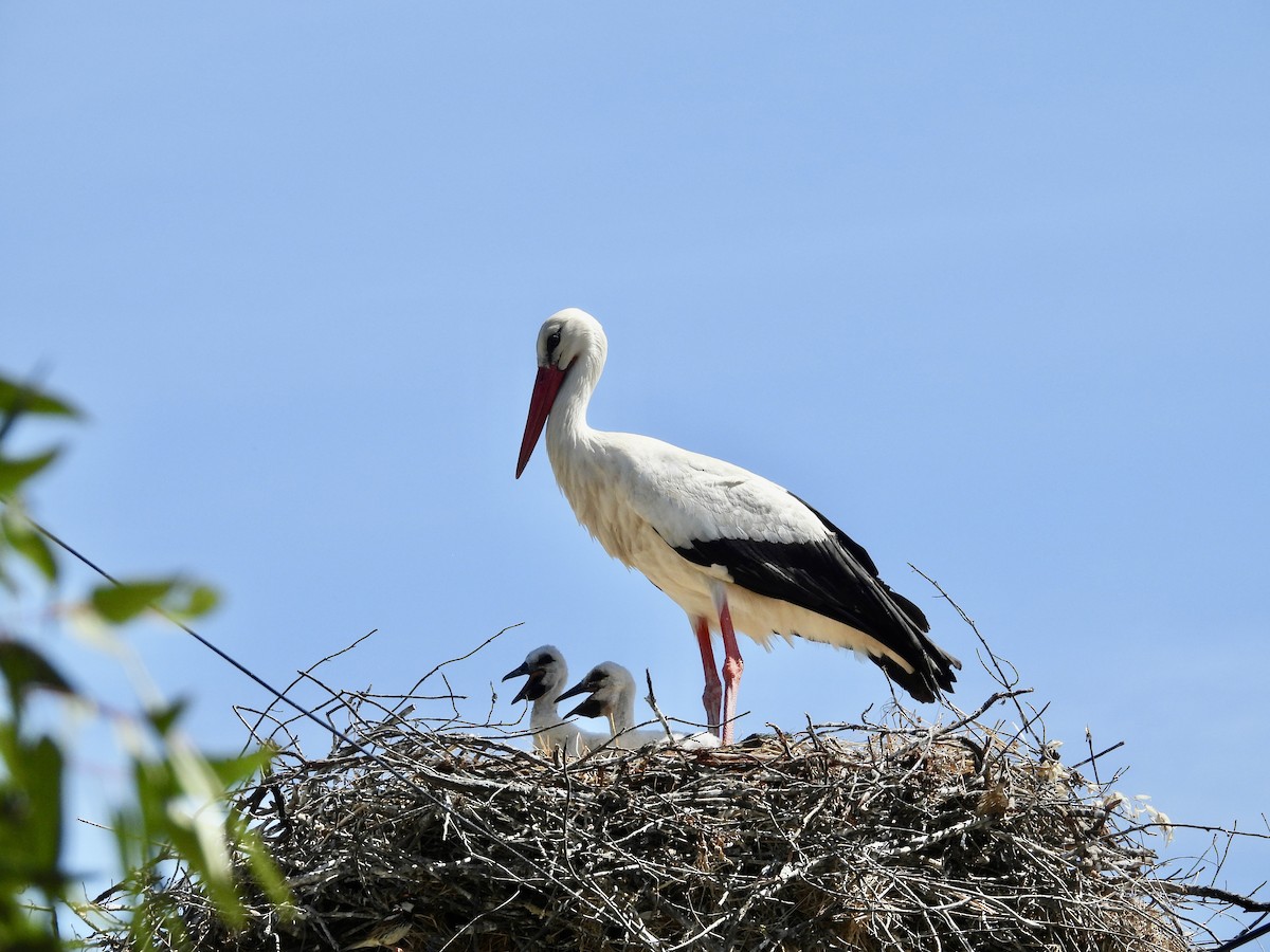 White Stork - Beth Bruckheimer