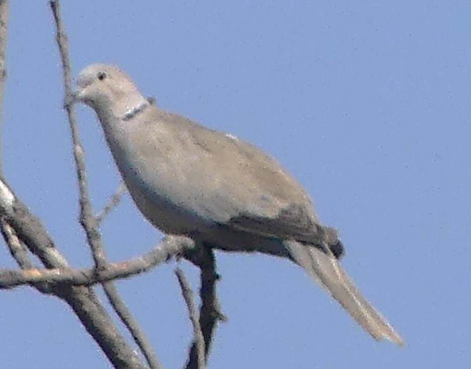 Eurasian Collared-Dove - Guadalupe Esquivel Uribe