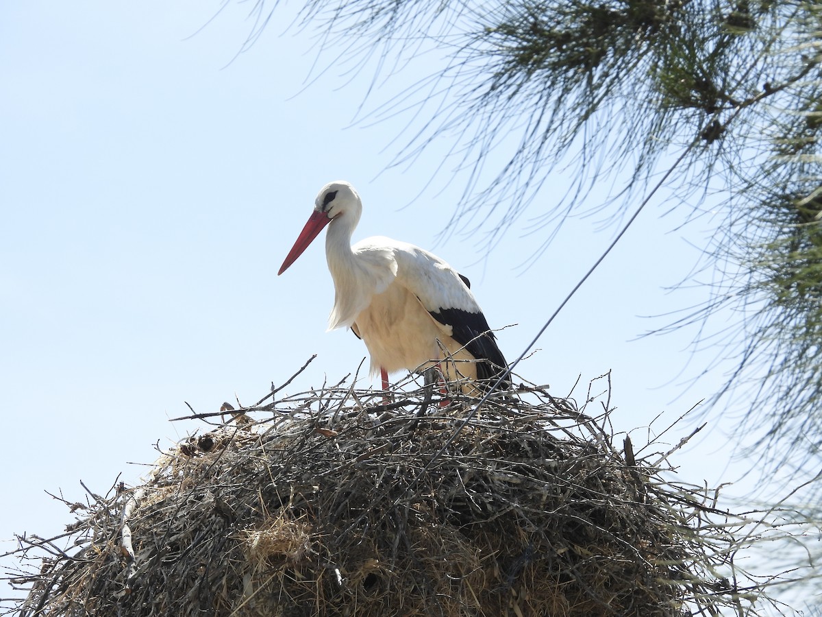 White Stork - Beth Bruckheimer