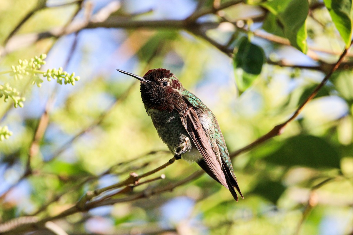 Anna's Hummingbird - ML619381114