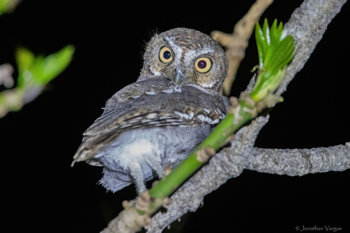 Elf Owl - Jonathan Vargas