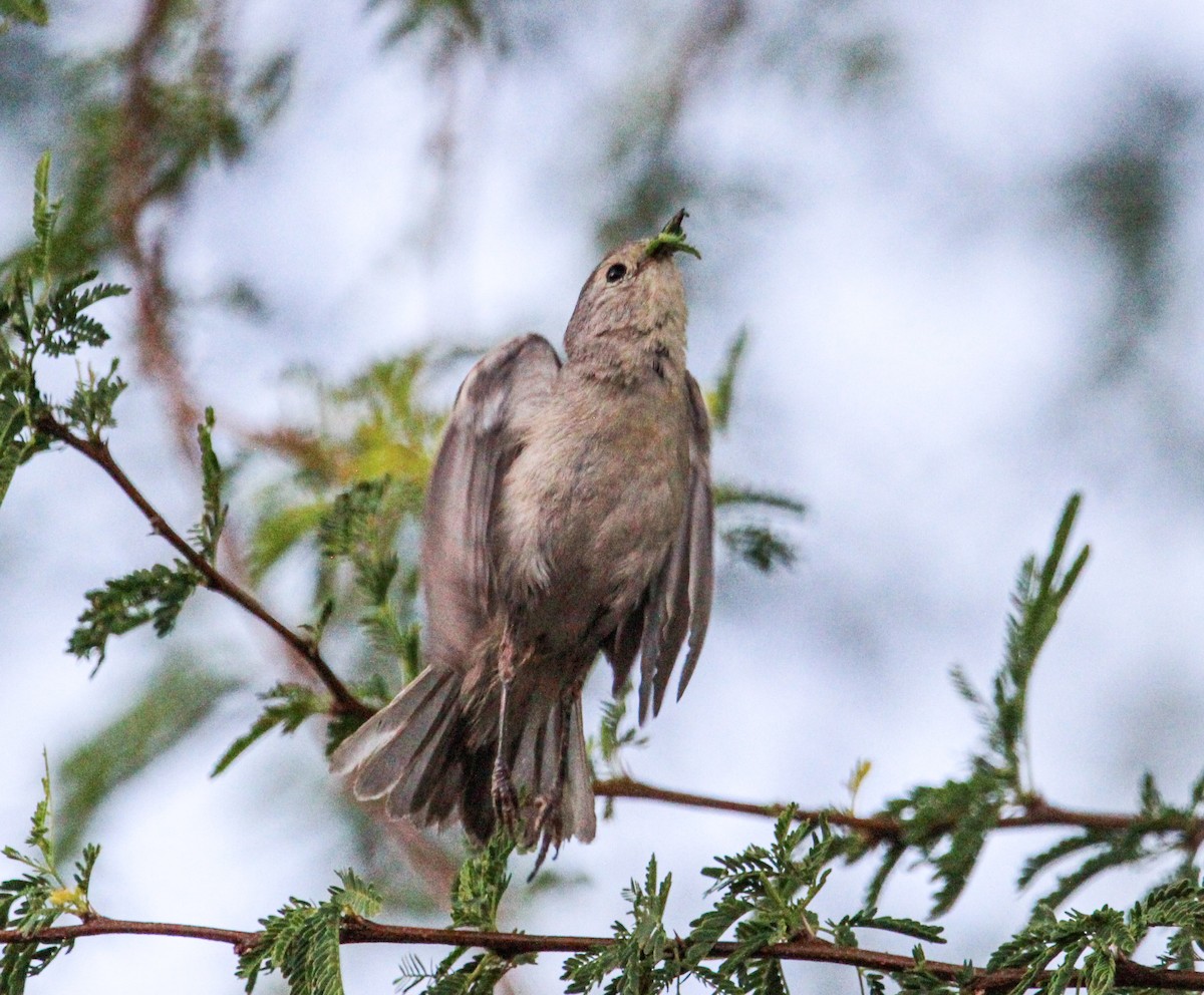 Lucy's Warbler - Kerry Dunn