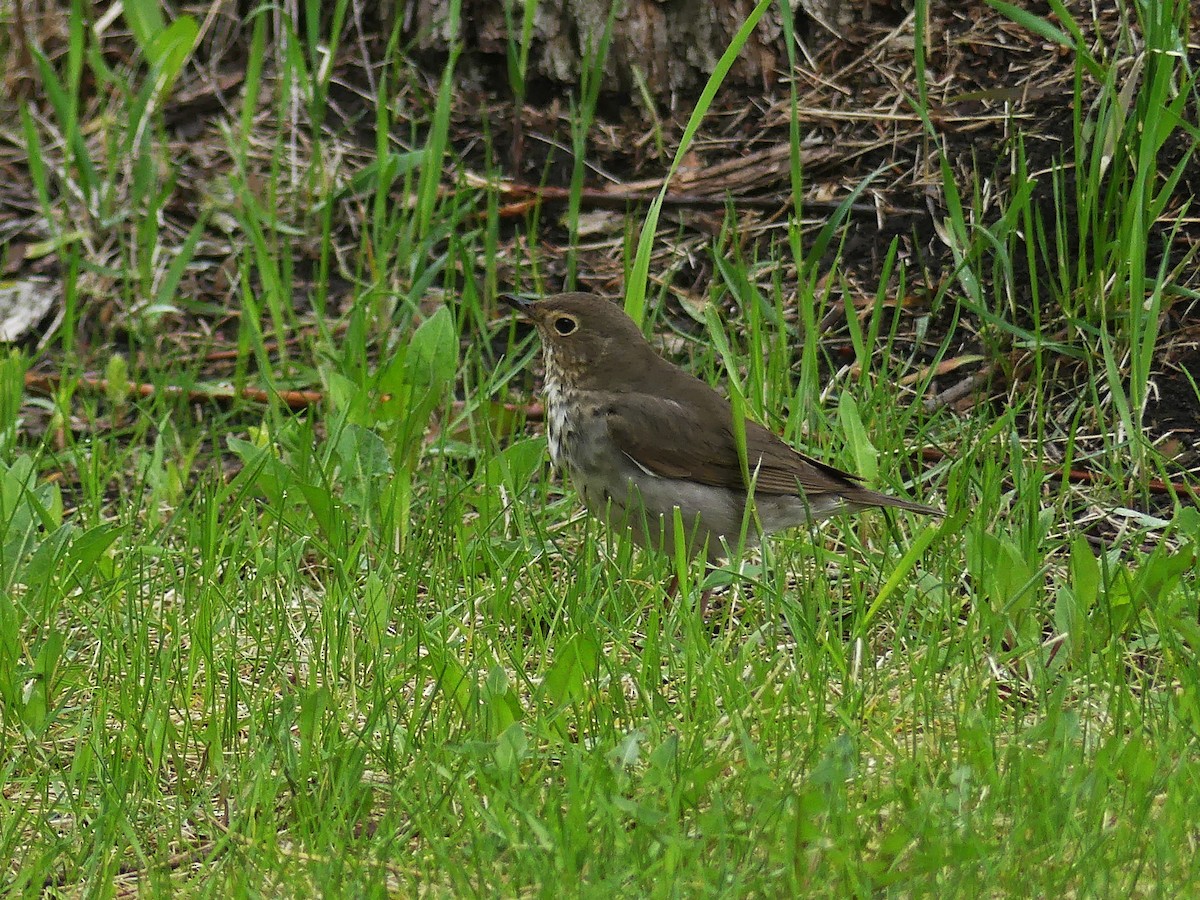 Swainson's Thrush - Vincent  T Cottrell