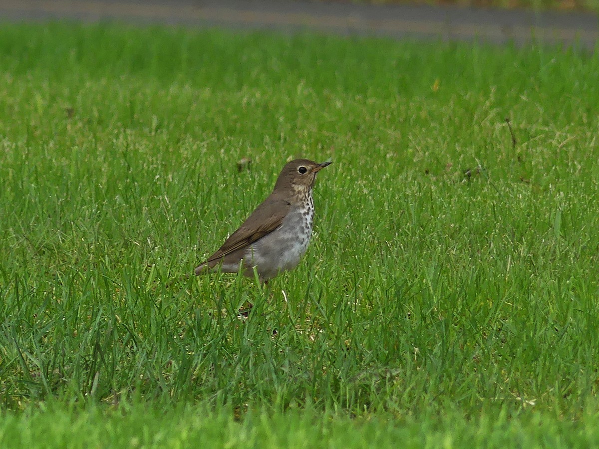 Swainson's Thrush - Vincent  T Cottrell