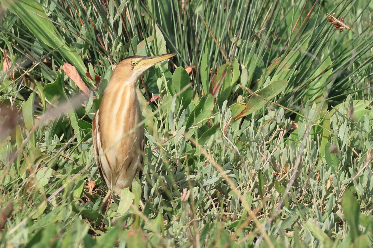 Little Bittern - Lefteris Stavrakas