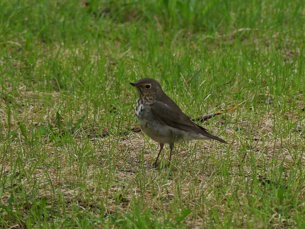 Swainson's Thrush - Vincent  T Cottrell