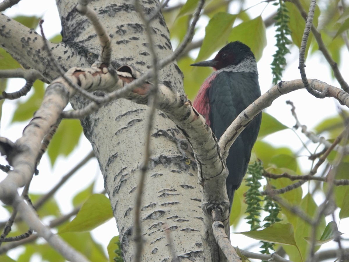 Lewis's Woodpecker - Liz Soria