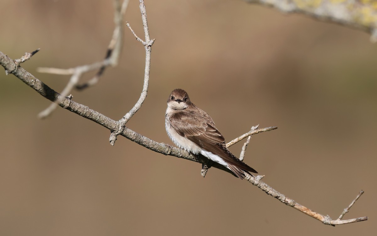 Northern Rough-winged Swallow - Channa Jayasinghe