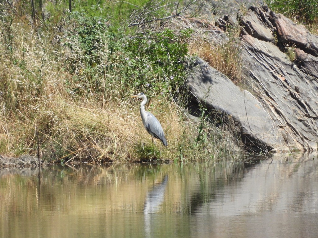 Gray Heron - ML619381182