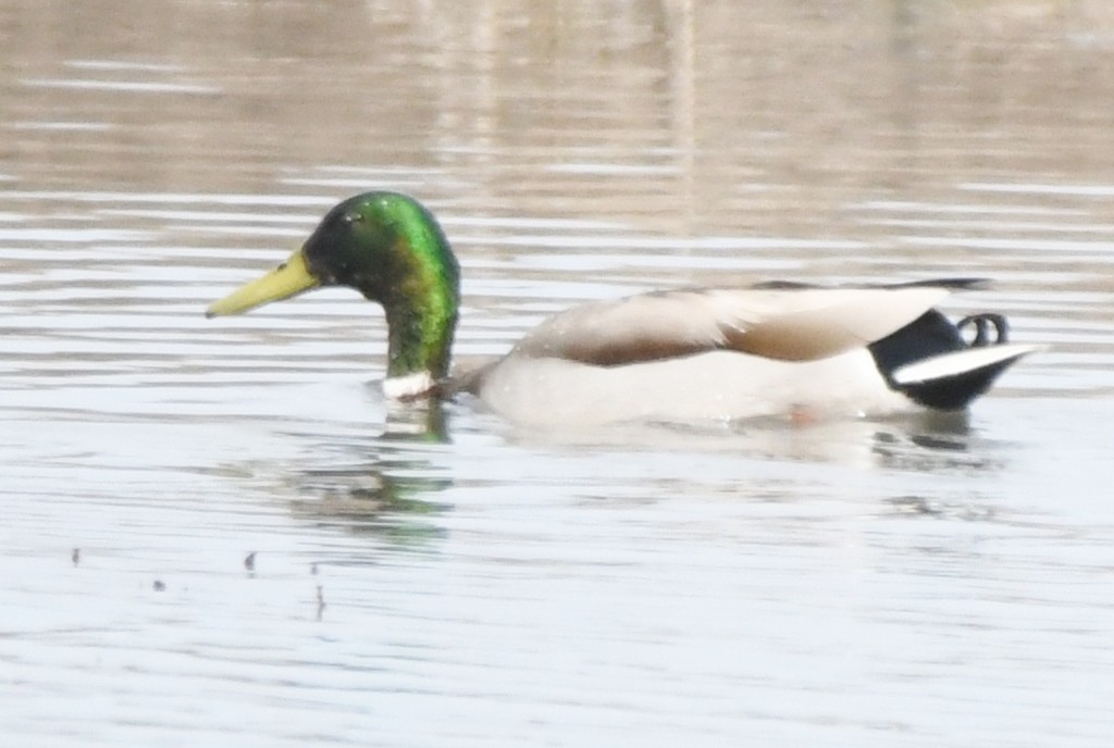 Mallard - Cathryn Dippo