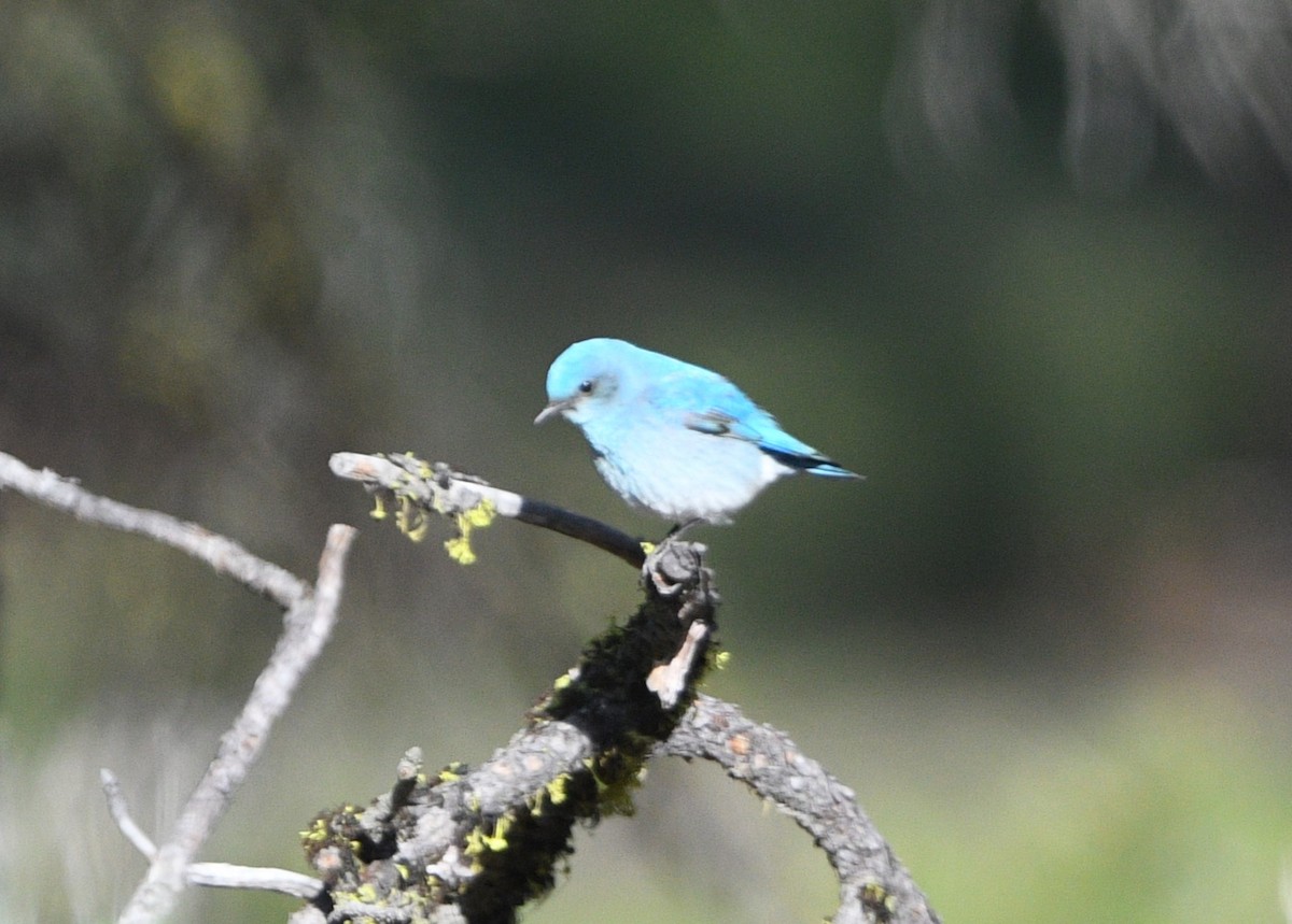 Mountain Bluebird - Peter Olsoy