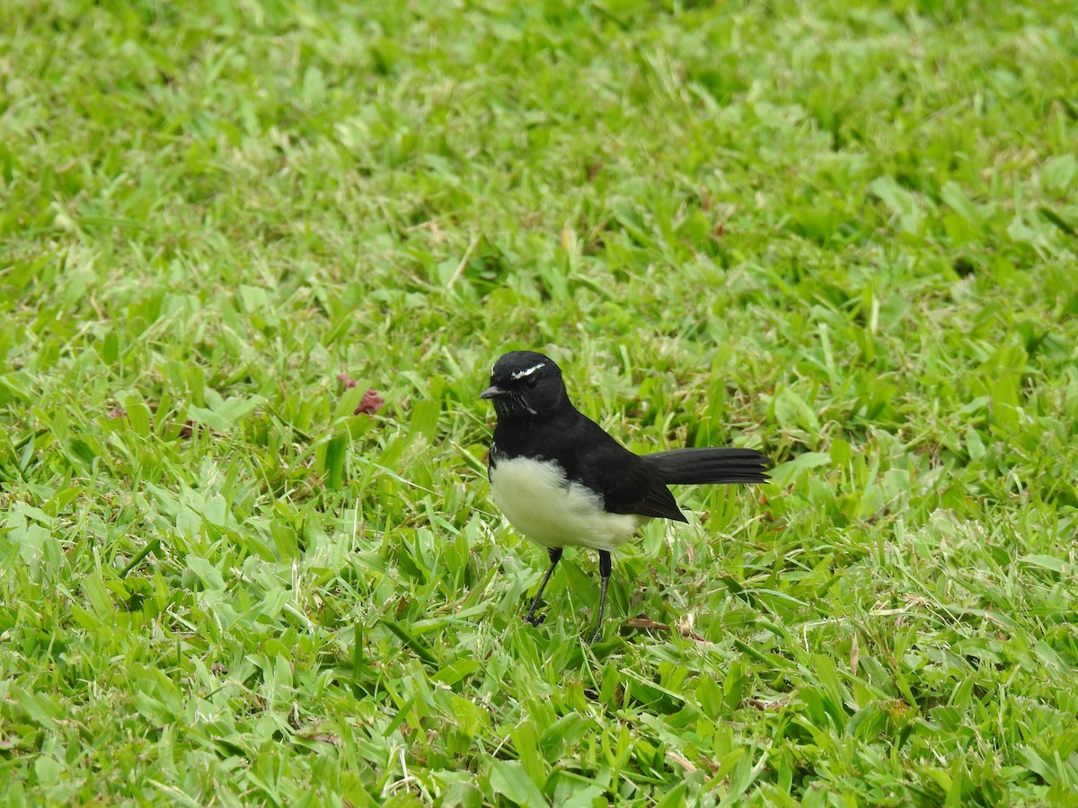 Willie-wagtail - Monica Mesch