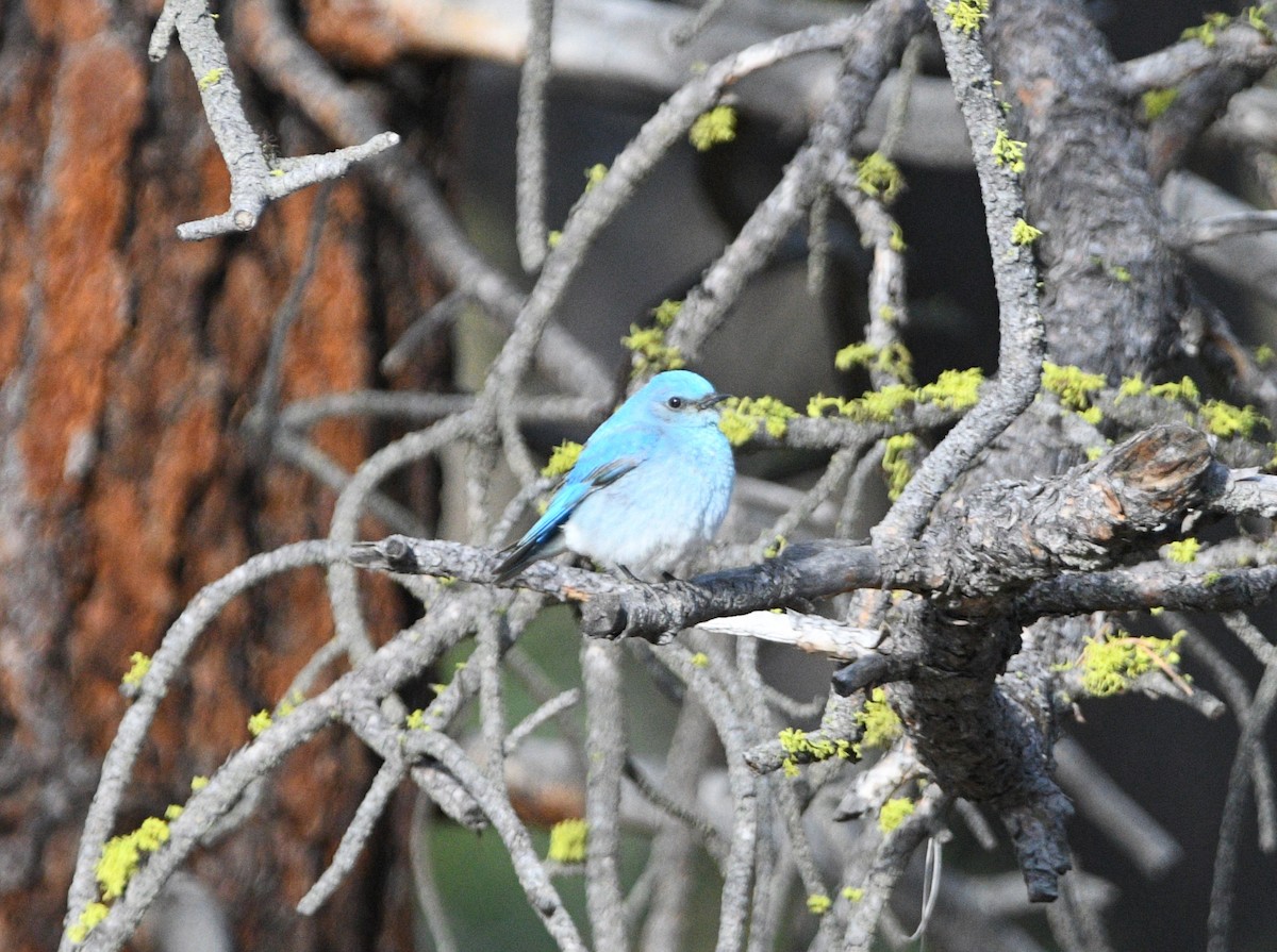 Mountain Bluebird - Peter Olsoy