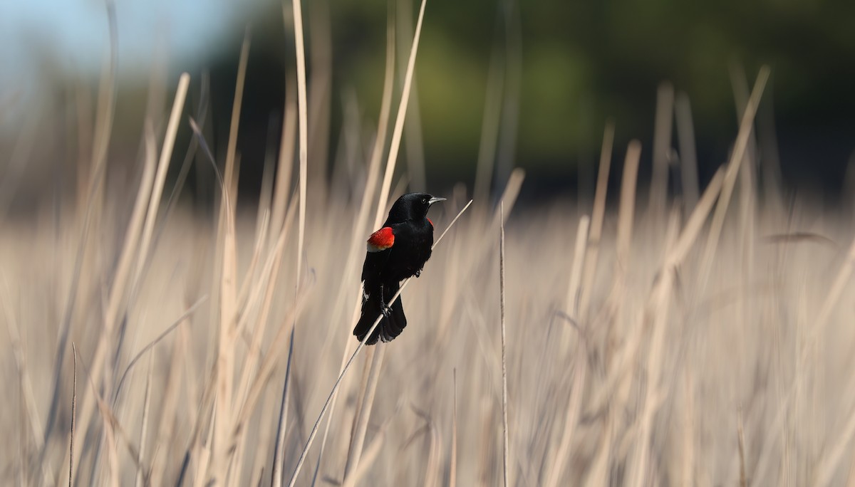 Red-winged Blackbird - Channa Jayasinghe