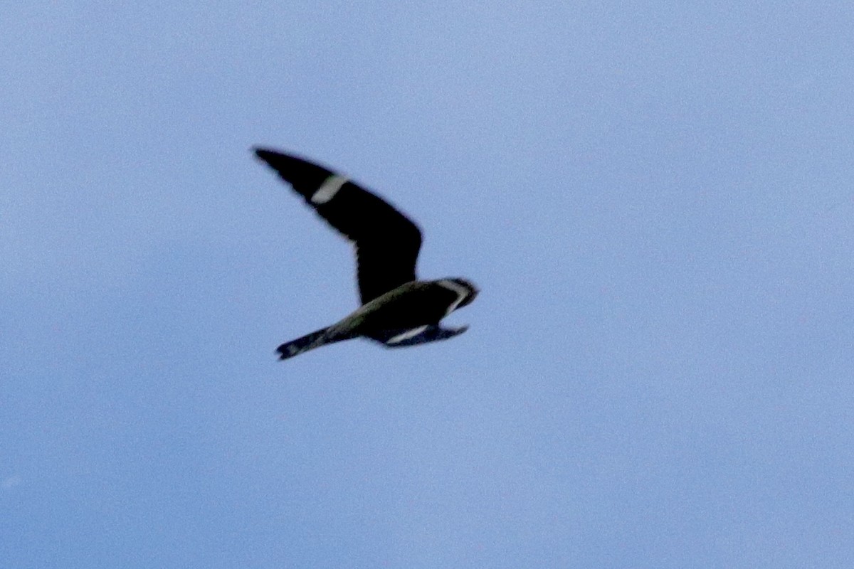 Common Nighthawk - Jay & Judy Anderson