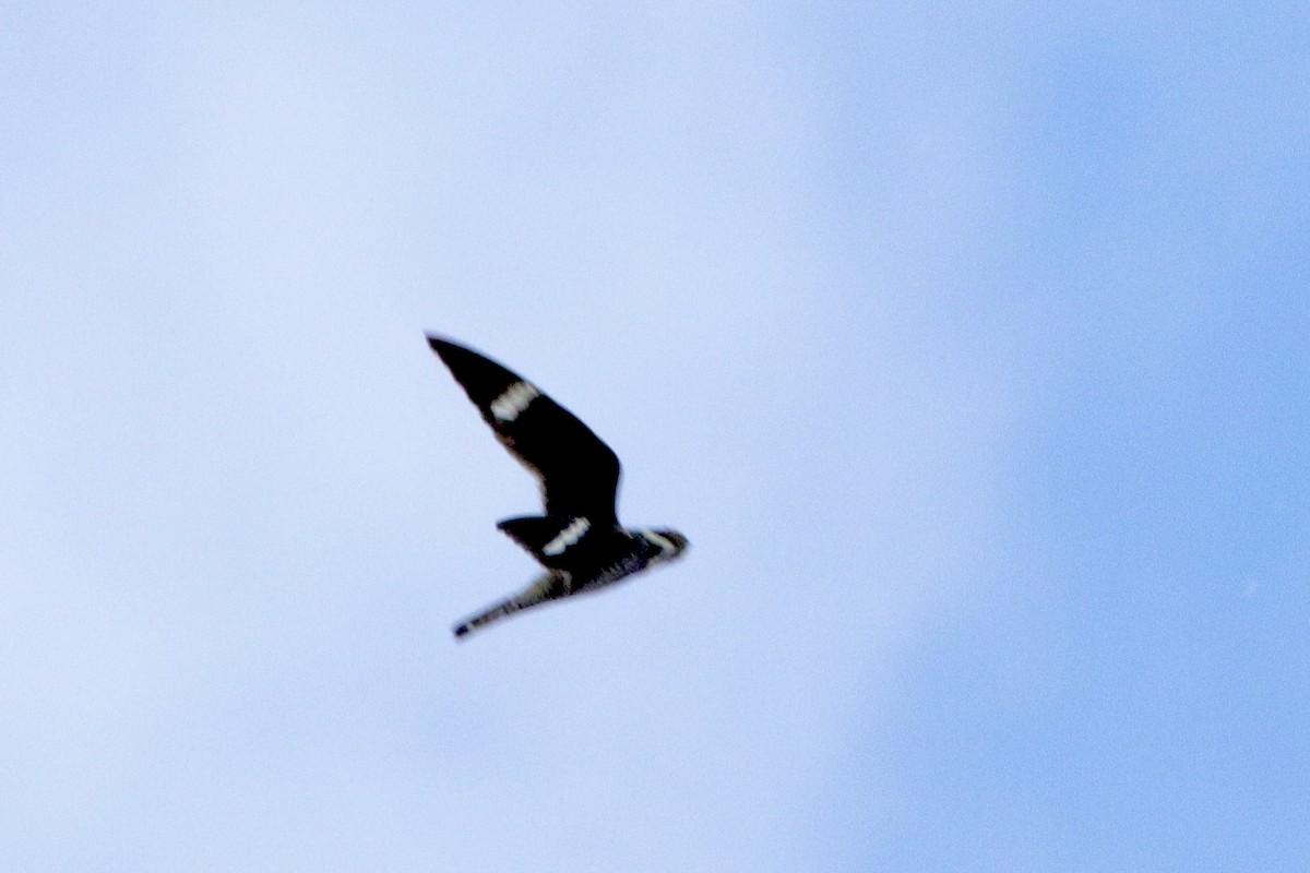 Common Nighthawk - Jay & Judy Anderson