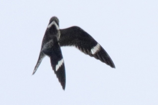 Common Nighthawk - Jay & Judy Anderson